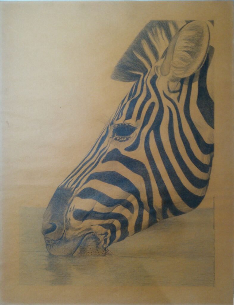Dibujo realista a grafito y lápices de color de cebra, obra temprana de Francisco Carbajal